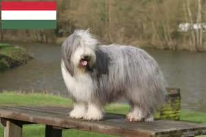 Read more about the article Hodowcy i szczenięta Bearded Collie w Węgry