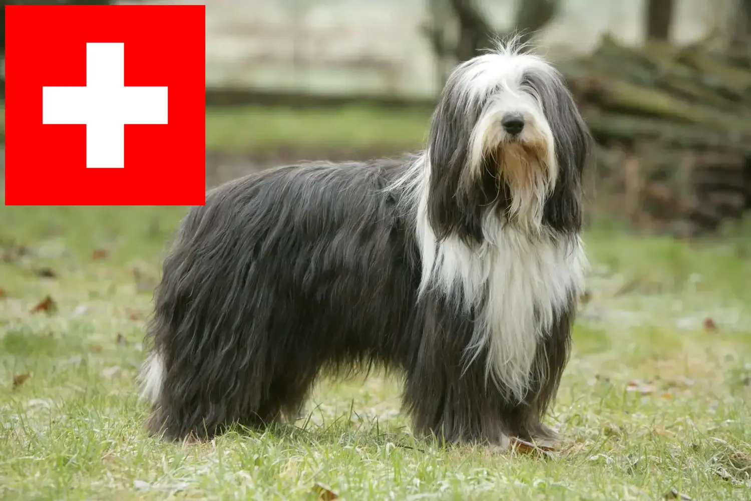 Bearded Collie szczenięta i hodowcy Szwajcaria Tutaj znajdziesz hodowców Bearded collie w Szwajcaria.