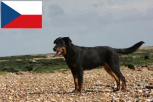 Read more about the article Hodowcy i szczenięta Beauceron w Czechy
