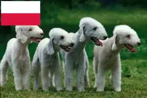 Read more about the article Hodowcy i szczenięta Bedlington terrier w Polska