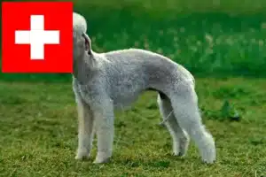 Read more about the article Hodowcy i szczenięta Bedlington terrier w Szwajcaria