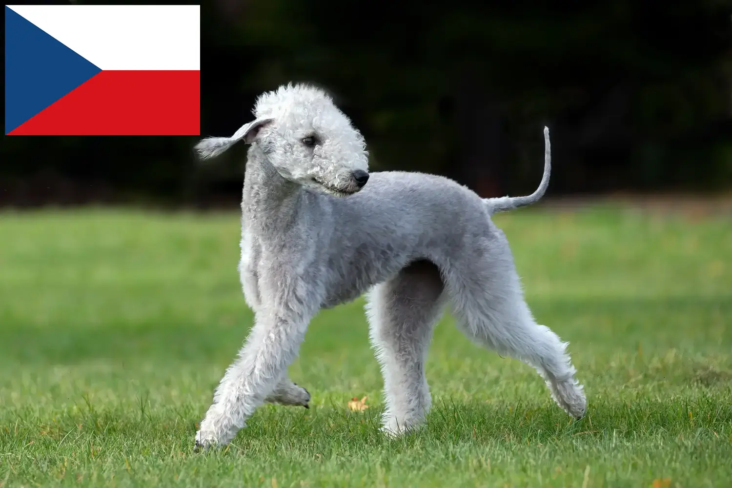 Bedlington terrier szczenięta i hodowcy Czechy Znajdź hodowców bedlington terrierów w Czechy.