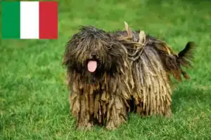 Read more about the article Hodowca owczarków Bergamasco i szczenięta we Włoszech