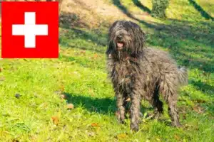 Read more about the article Hodowcy i szczenięta owczarków bergamasco w Szwajcarii