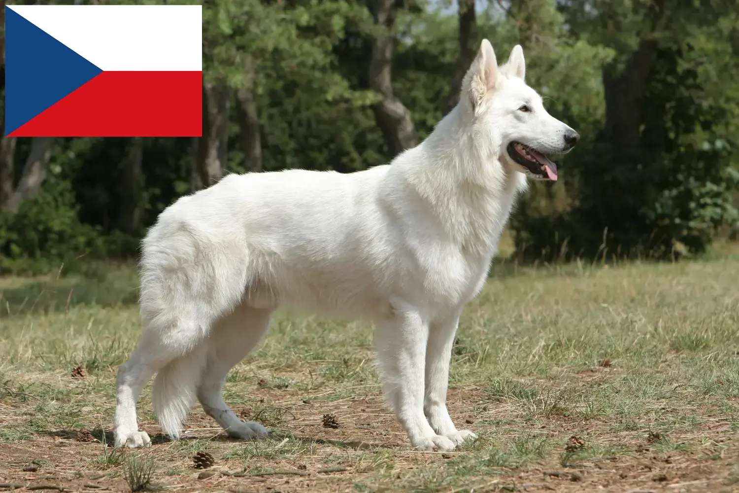 Biały owczarek szwajcarski szczenięta i hodowca Czechy Znajdź hodowców białych owczarków szwajcarskich w Czechy.