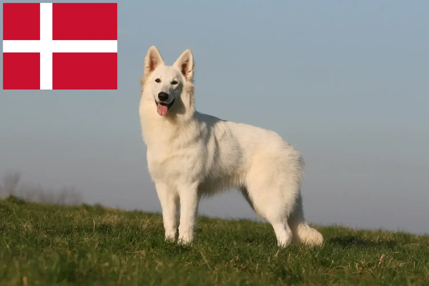 Biały owczarek szwajcarski szczenięta i hodowca Dania Znajdź hodowców białych owczarków szwajcarskich w Dania.