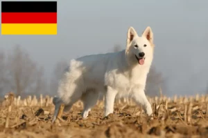 Read more about the article Hodowcy i szczenięta białego owczarka szwajcarskiego w Niemczech