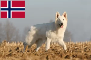 Read more about the article Biały owczarek szwajcarski hodowcy i szczenięta w Norwegia