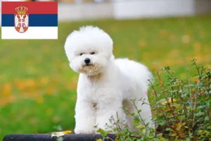 Read more about the article Hodowcy i szczenięta Bichon fryzyjski w Serbia