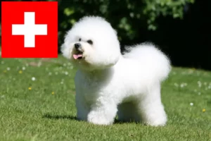 Read more about the article Hodowcy i szczenięta Bichon fryzyjski w Szwajcaria
