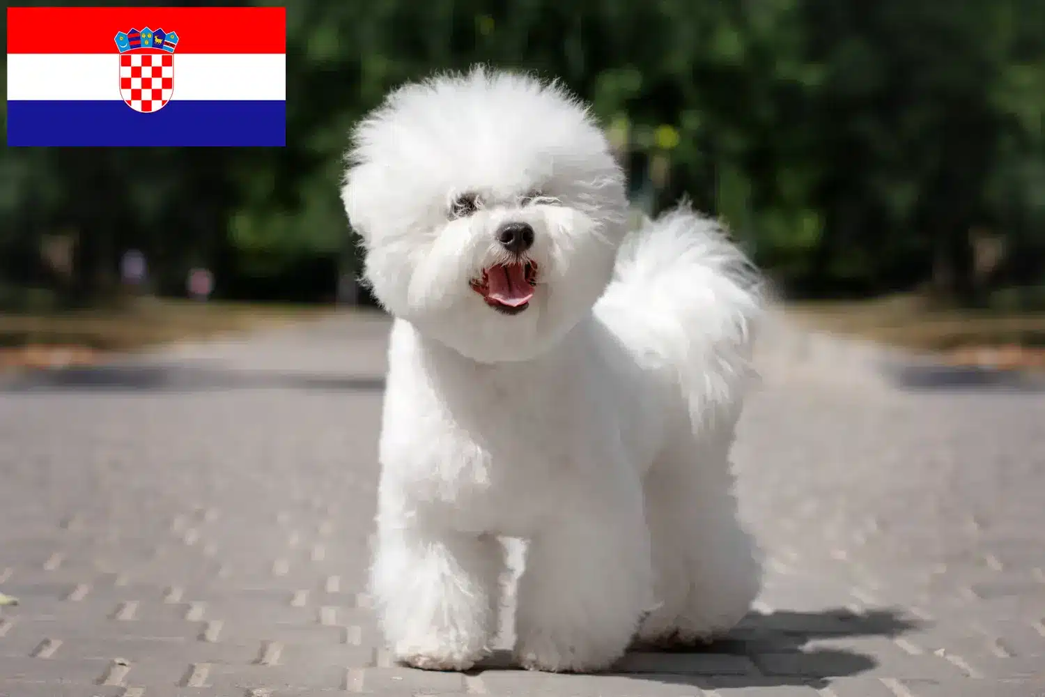 Bichon fryzyjski szczenięta i hodowcy Chorwacja Znajdź hodowców rasy Bichon fryzyjski w Chorwacja.