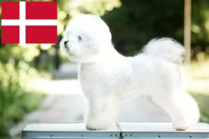 Read more about the article Hodowcy i szczenięta Bichon fryzyjski w Dania
