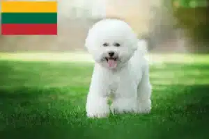 Read more about the article Hodowcy i szczenięta Bichon fryzyjski w Litwa