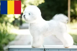 Read more about the article Hodowcy i szczenięta Bichon fryzyjski w Rumunia