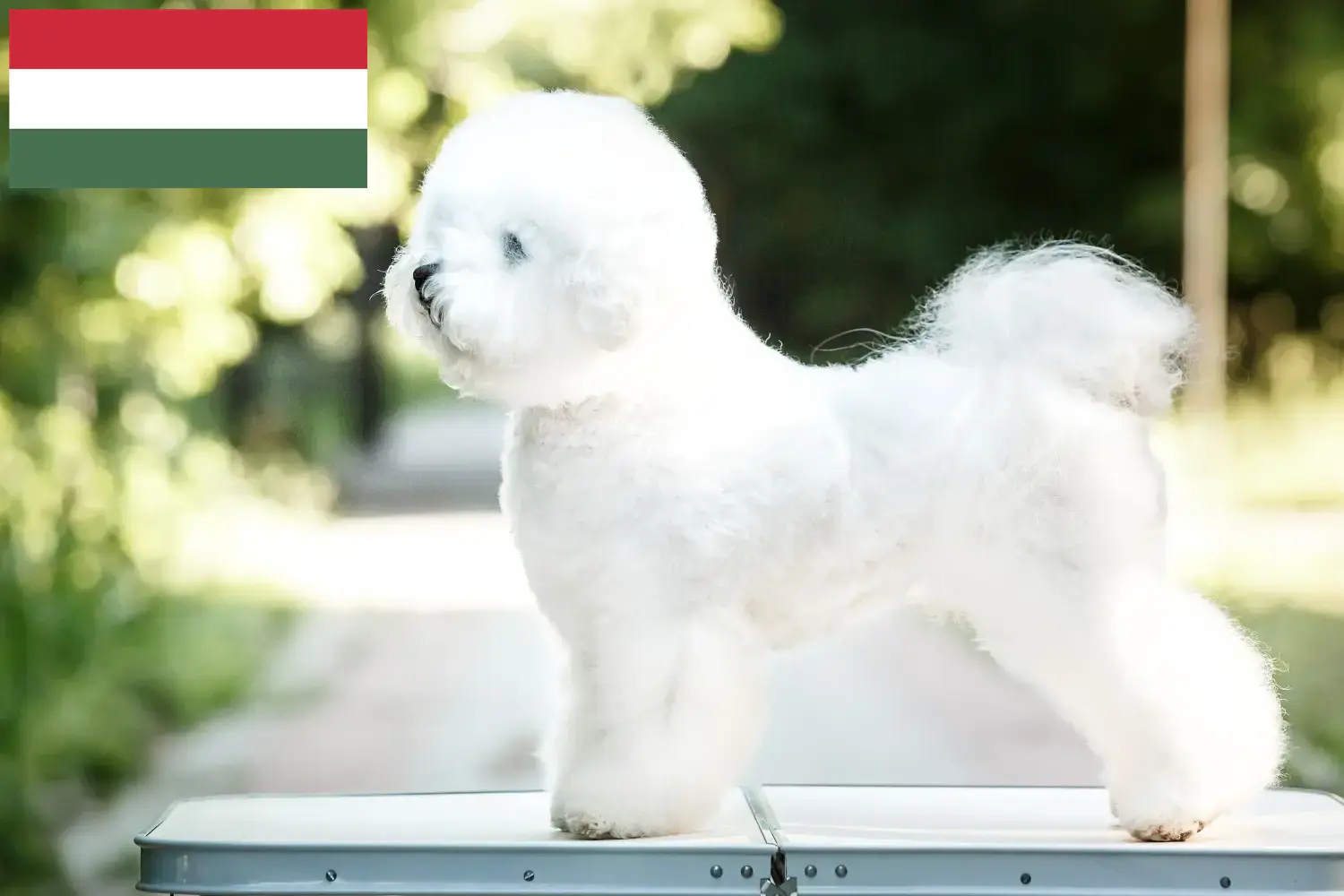 Bichon fryzyjski szczenięta i hodowcy Węgry Znajdź hodowców Bichon fryzyjski w Węgry tutaj.