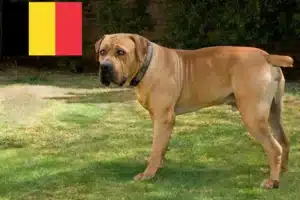 Read more about the article Hodowcy i szczenięta Boerboel w Belgia