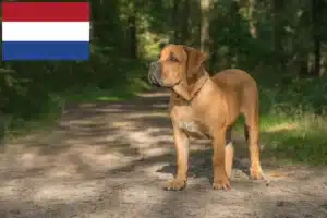 Read more about the article Hodowcy i szczenięta Boerboel w Holandia