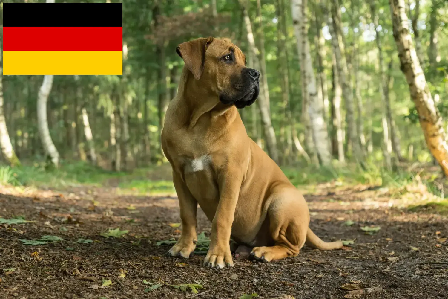 Read more about the article Hodowcy i szczenięta Boerboel w Niemcy