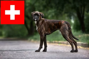 Read more about the article Hodowcy bokserów i szczenięta w Szwajcaria