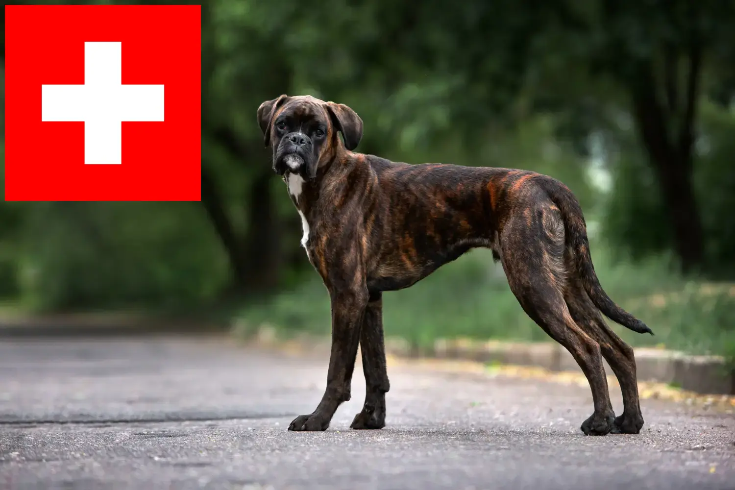 Bokser szczenięta i hodowcy Szwajcaria Tutaj znajdziesz hodowców rasy Bokser w Szwajcaria.
