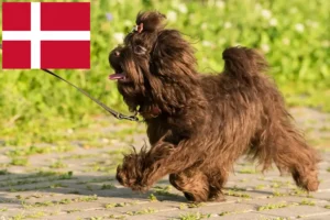 Read more about the article Bolonka Zwetna hodowcy i szczenięta w Dania