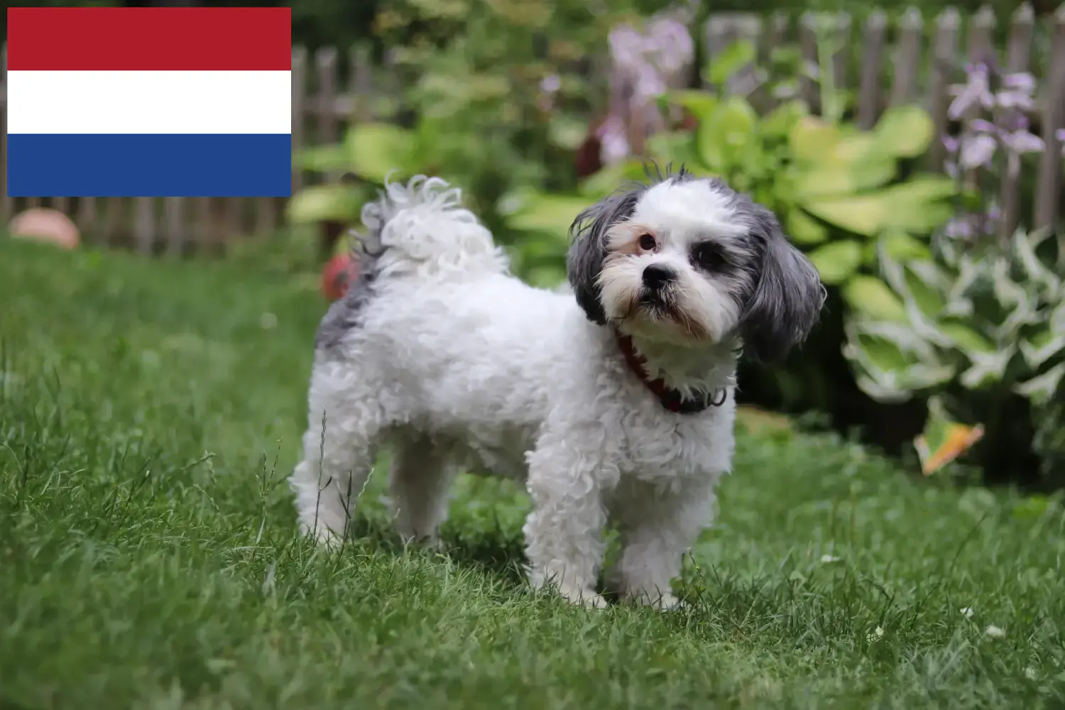 Bolonka Zwetna szczenięta i hodowcy Holandia Tutaj można znaleźć hodowców Bolonka Zwetnas w Holandia.
