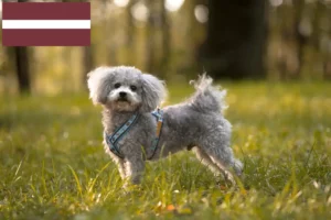 Read more about the article Bolonka Zwetna hodowcy i szczenięta w Łotwa