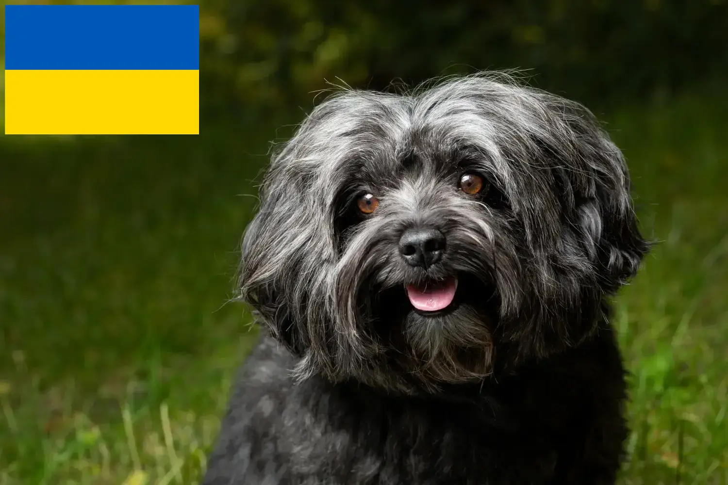 Bolonka Zwetna szczenięta i hodowcy Ukraina Tutaj można znaleźć hodowców Bolonka Zwetnas w Ukraina.