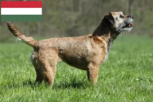 Read more about the article Hodowcy i szczenięta Border terrier w Węgry