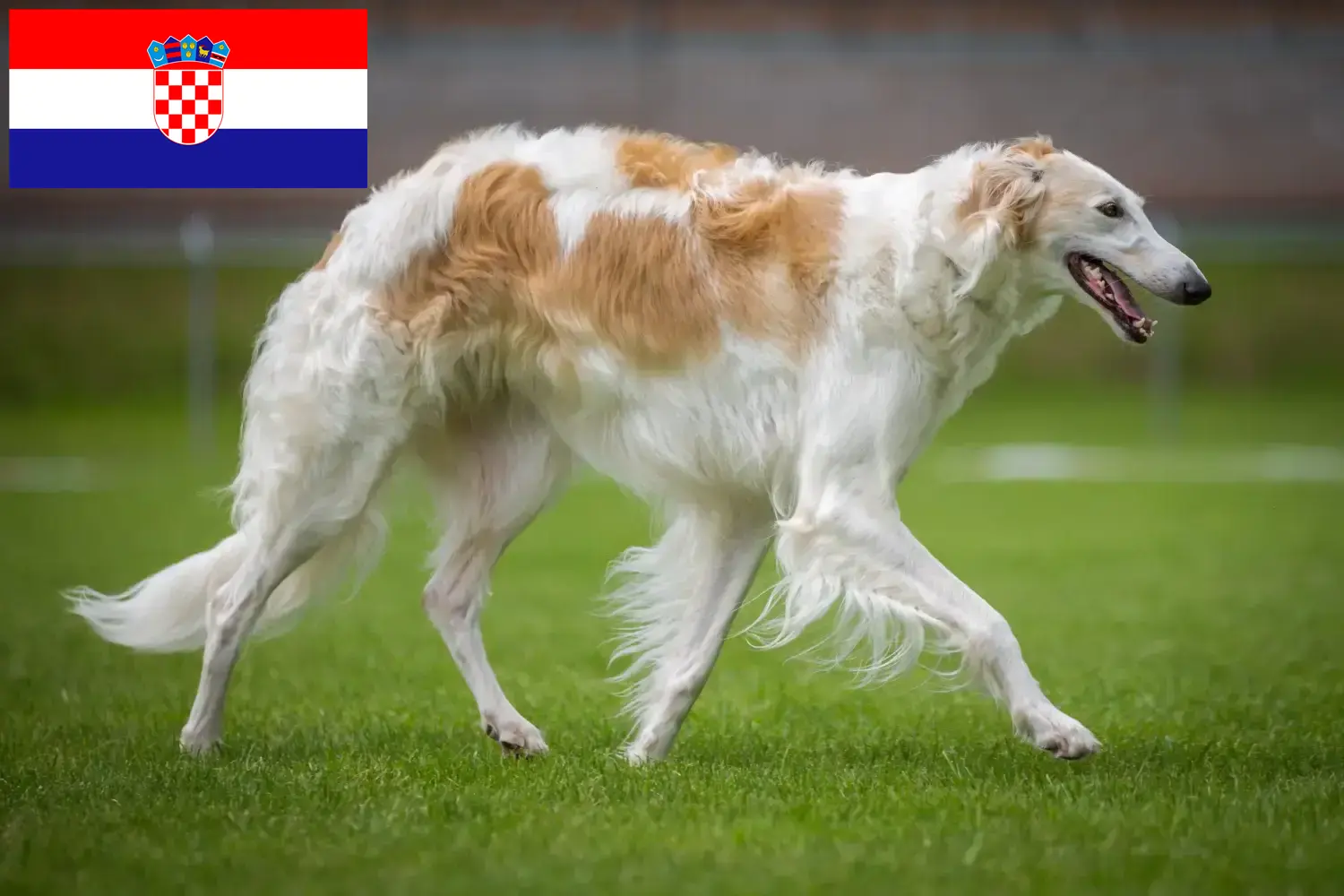 Borzoje szczenięta i hodowca Chorwacja Tutaj znajdziesz hodowców rasy Borzoi w Chorwacja.