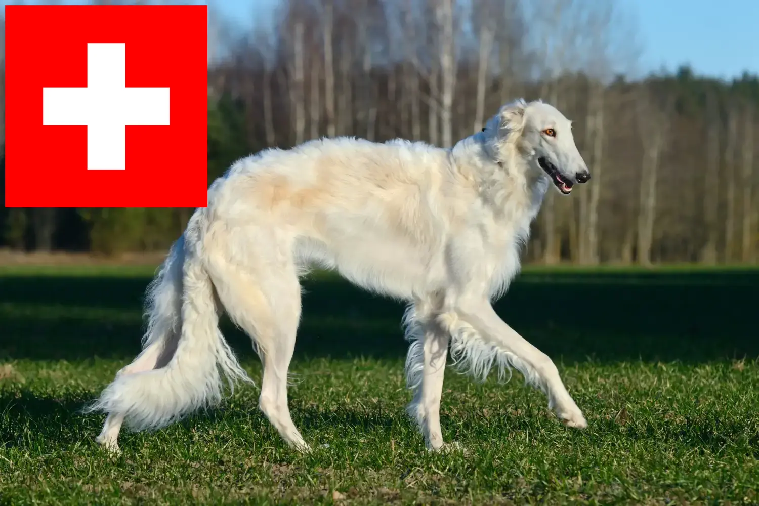 Borzoje szczenięta i hodowcy Szwajcaria Tutaj znajdziesz hodowców rasy Borzoi w Szwajcaria.