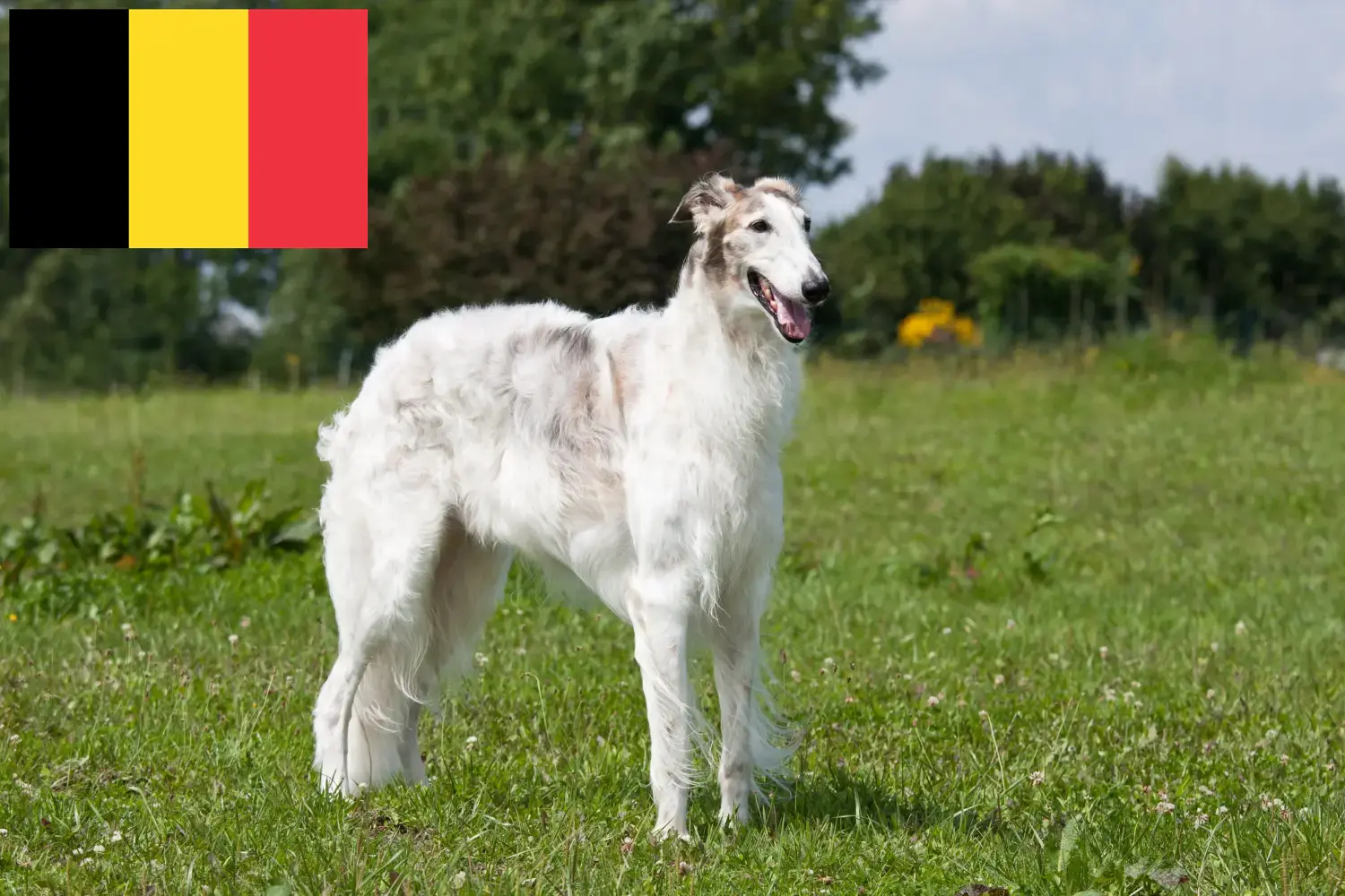 Borzoje szczenięta i hodowcy Belgia Tutaj znajdziesz hodowców rasy Borzoi w Belgia.