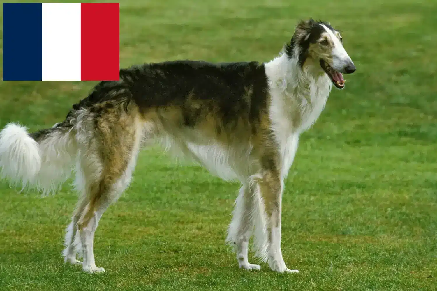 Borzoje szczenięta i hodowcy Francja Tutaj znajdziesz hodowców rasy Borzoi w Francja.