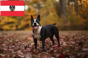 Read more about the article Hodowcy i szczenięta Boston terrier w Austria