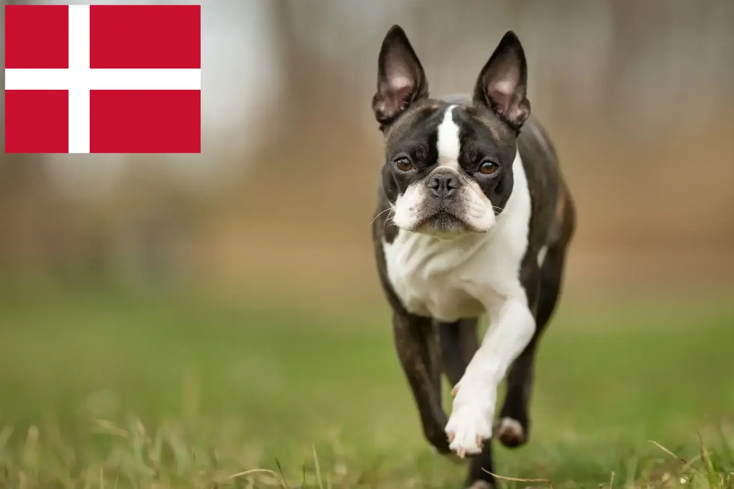 Read more about the article Hodowcy i szczenięta Boston terrier w Dania