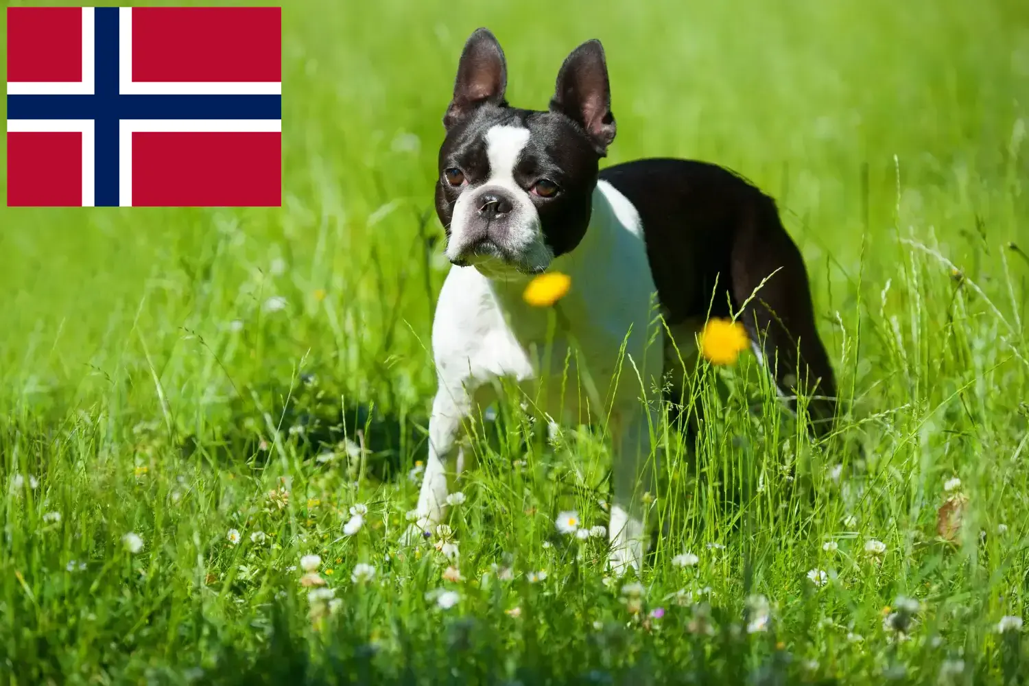 Boston terrier szczenięta i hodowcy Norwegia Znajdź hodowców Boston terrierów w Norwegia tutaj.