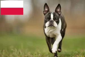 Read more about the article Hodowcy i szczenięta Boston terrier w Polska