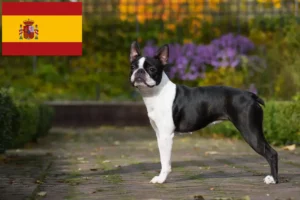 Read more about the article Hodowcy i szczenięta Boston terrier w Hiszpania