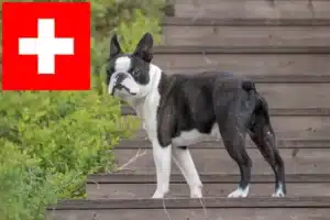 Read more about the article Hodowcy i szczenięta Boston terrier w Szwajcaria