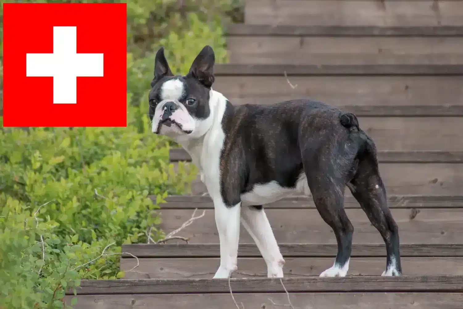 Boston terrier szczenięta i hodowcy Szwajcaria Tutaj znajdziesz hodowców rasy Boston terrier w Szwajcaria.