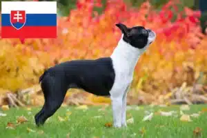 Read more about the article Hodowcy i szczenięta Boston terrier w Słowacja