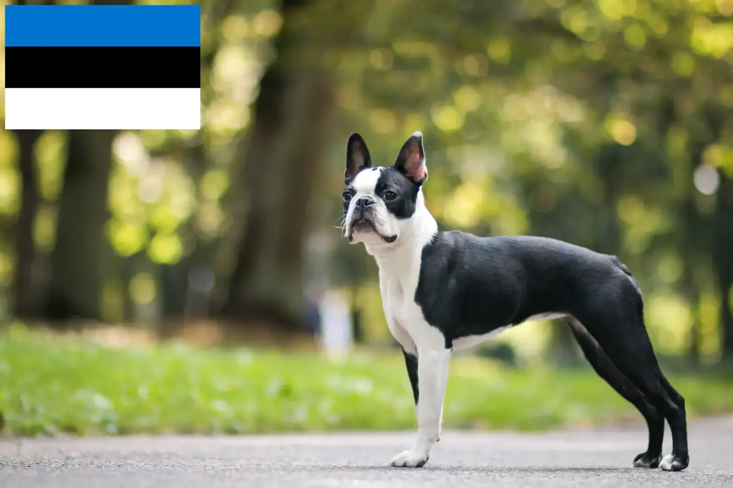 Boston terrier szczenięta i hodowcy Estonia Znajdź hodowców Boston terrierów w Estonia tutaj.