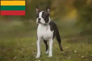 Read more about the article Hodowcy i szczenięta Boston terrier w Litwa
