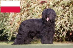 Read more about the article Hodowcy i szczenięta Briard w Polska