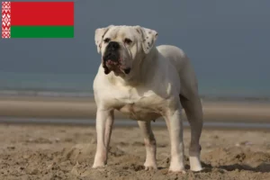 Read more about the article Hodowcy i szczenięta Buldog amerykański w Białoruś