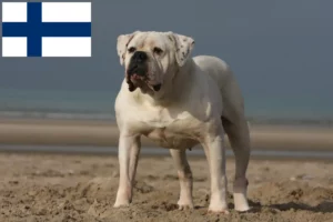 Read more about the article Hodowcy i szczenięta Buldog amerykański w Finlandia