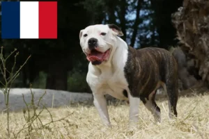 Read more about the article Hodowcy i szczenięta Buldog amerykański w Francja