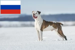 Read more about the article Hodowcy i szczenięta Buldog amerykański w Rosja