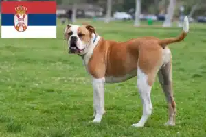 Read more about the article Hodowcy i szczenięta Buldog amerykański w Serbia