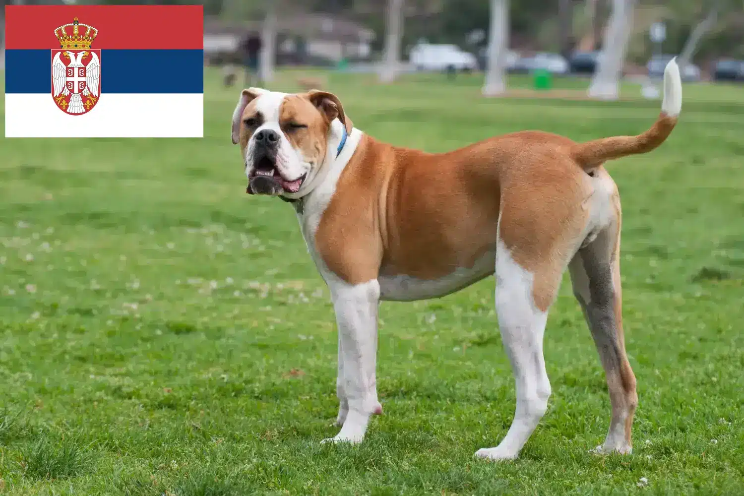 Buldog amerykański szczenięta i hodowcy Serbia Znajdź hodowców buldogów amerykańskich w Serbia.
